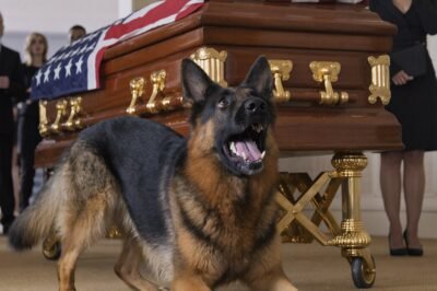 The Dog Kept Barking At The Police’s Coffin. They Opened The Coffin, And Something Unexpected — A Living Secret No One Was Ready For.